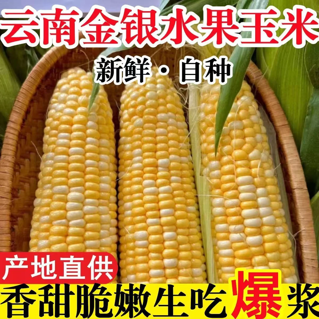 水果甜脆玉米现摘新鲜云南金银花甜玉米生吃褒奖