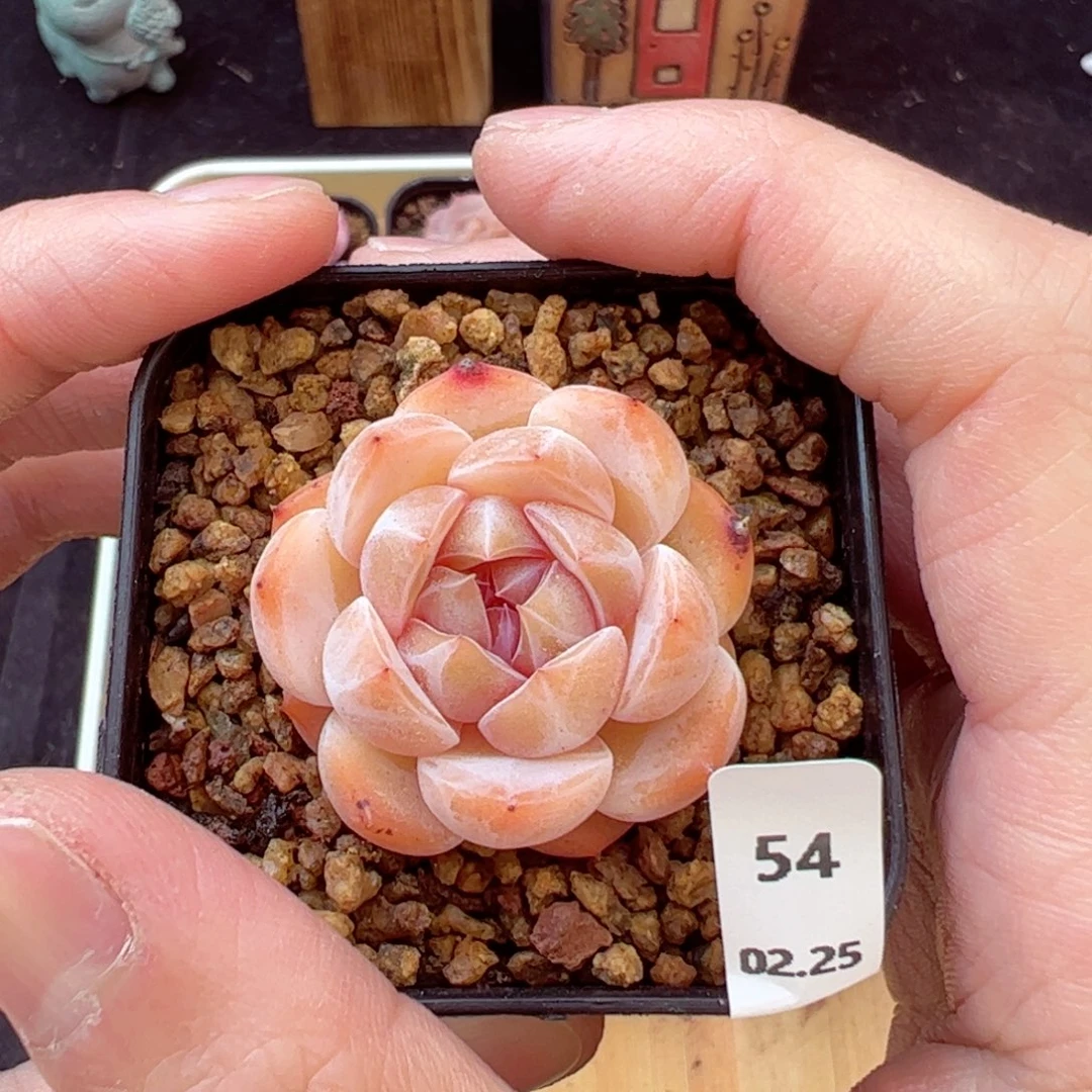 好看没名字54、哈哈