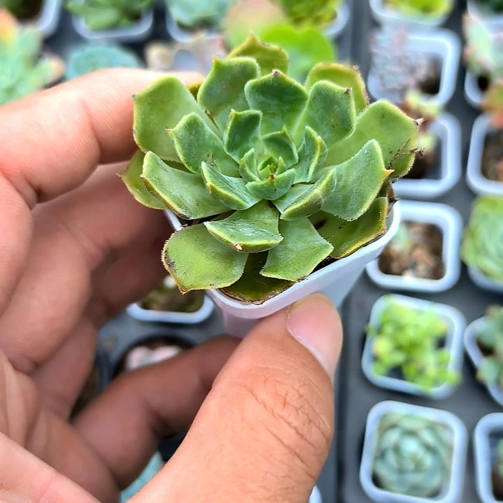 棕玫瑰，满7元包邮