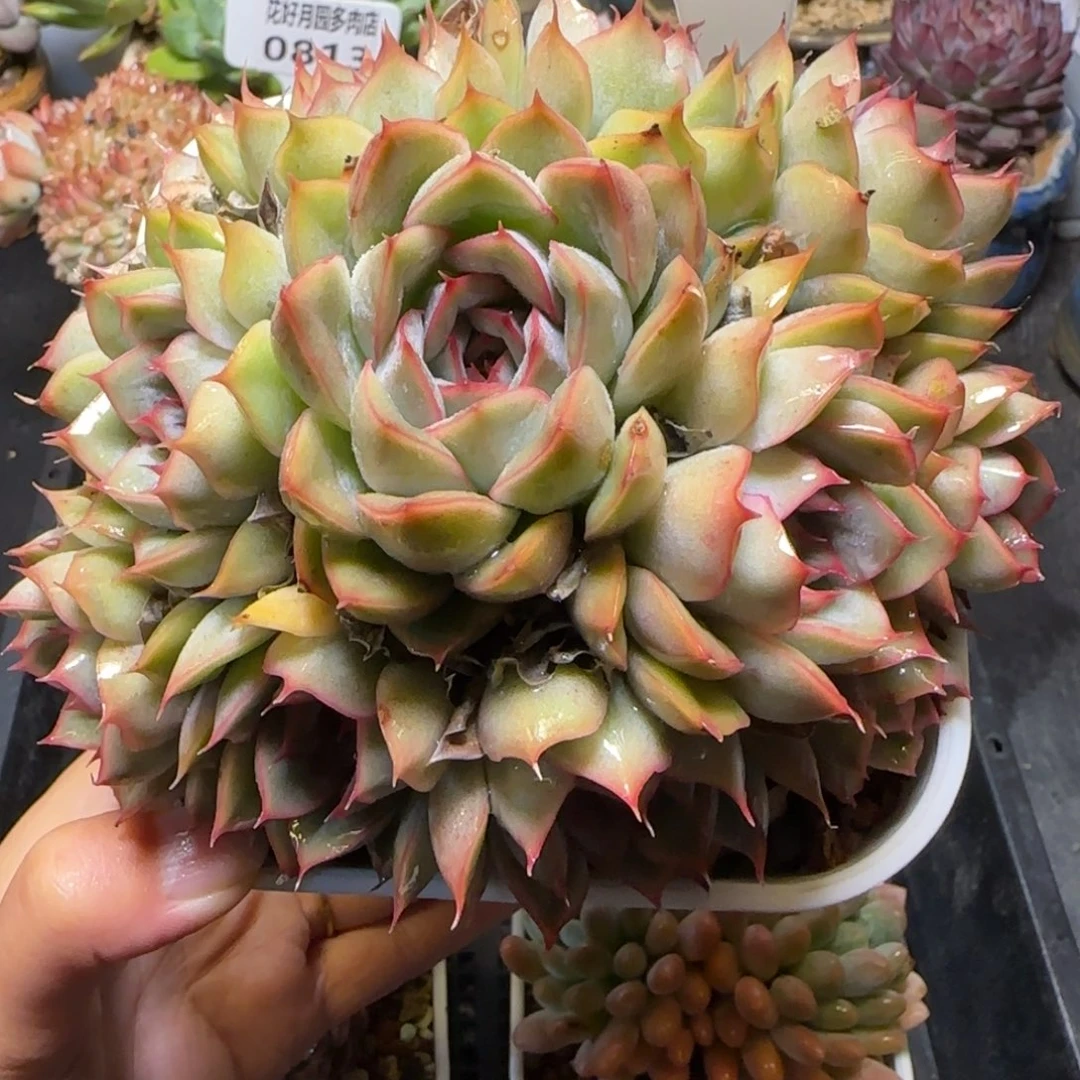 多肉植物0814……………….