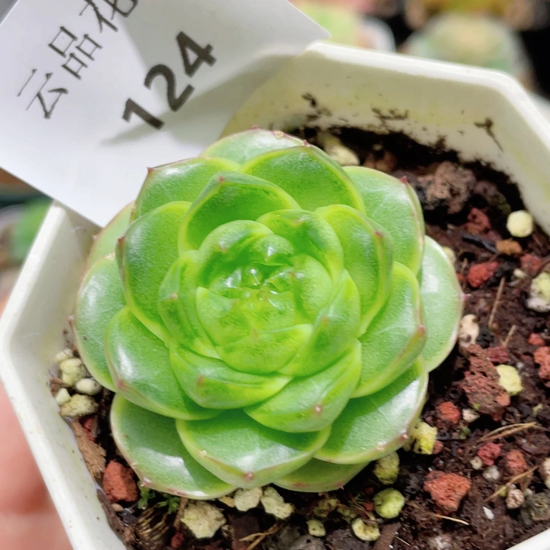 124号糖心冰心珍妮 爱彼