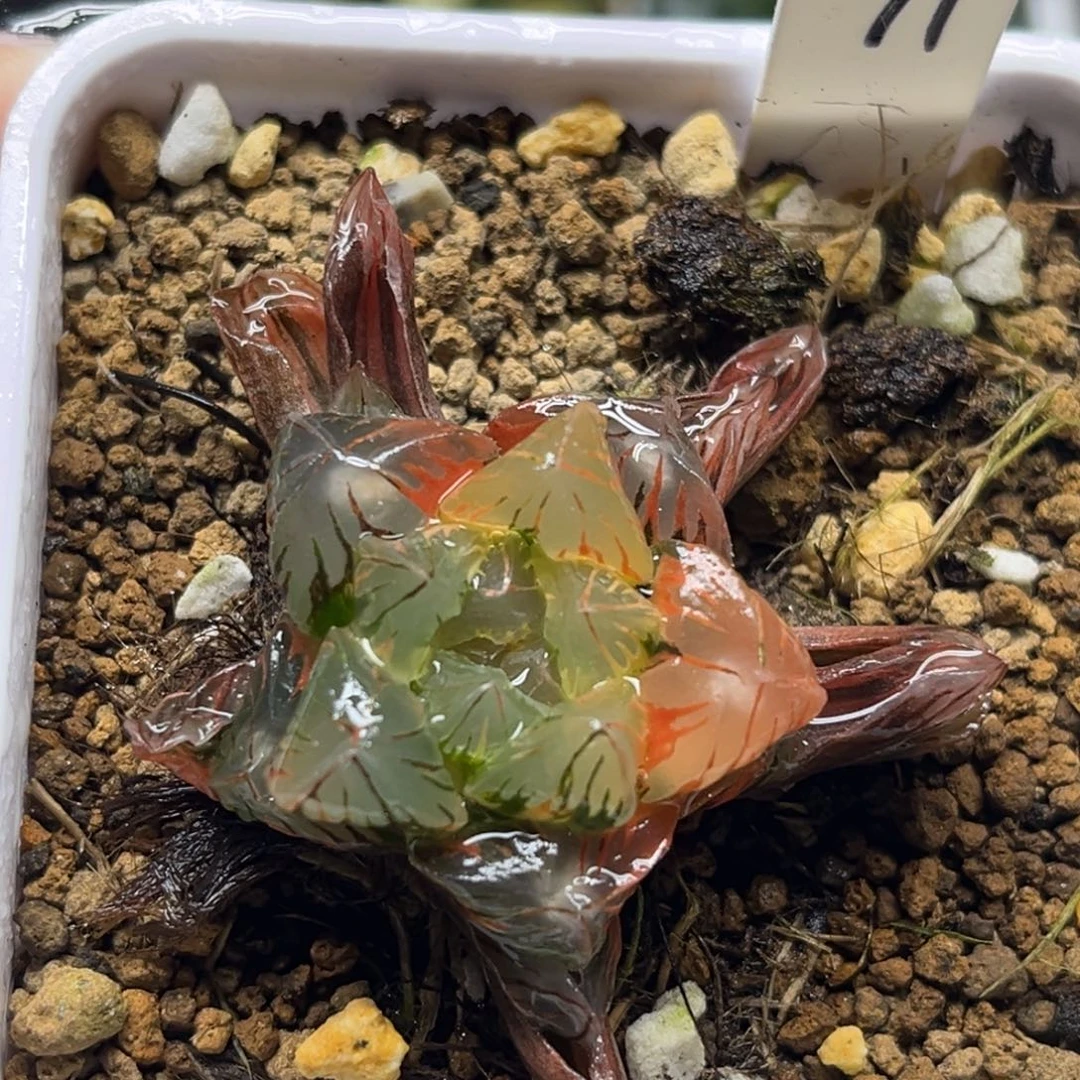 71老川灯芯玉露锦（根一般介意勿拍）福利专场