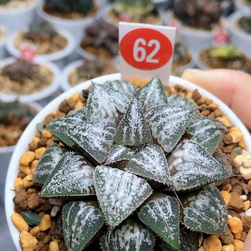 【闪购商品】62雪景色