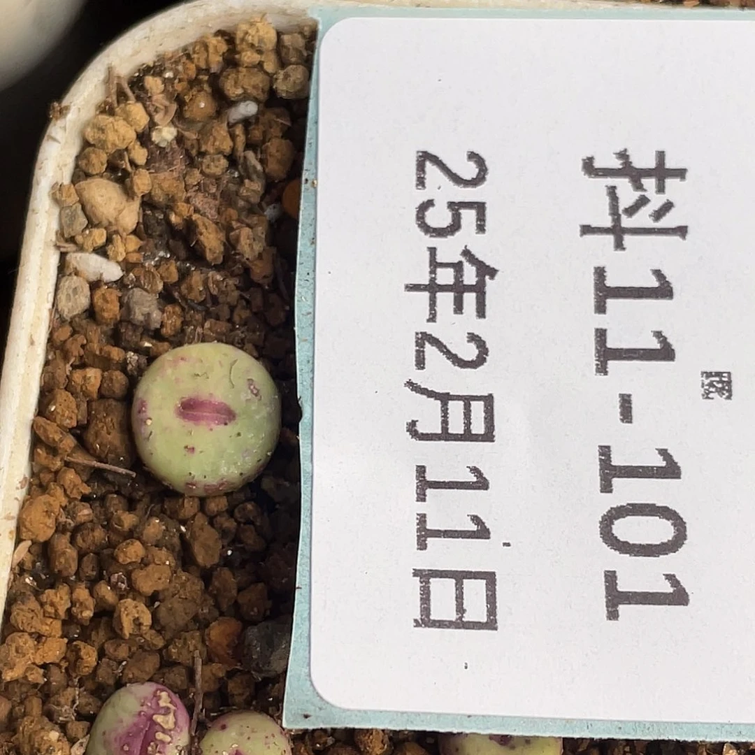 ?**u11-101嘴多肉植物