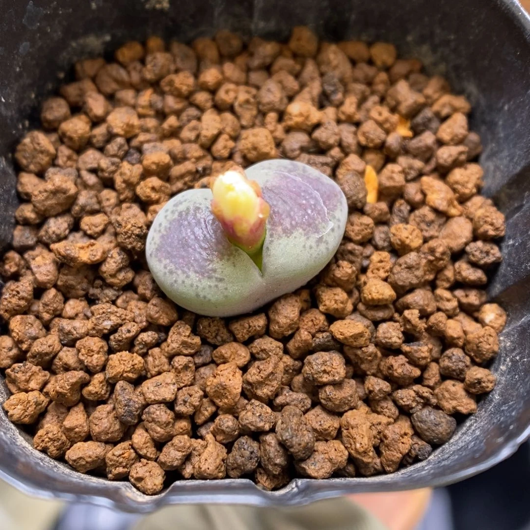 多肉植物肉锥杂交K-3436