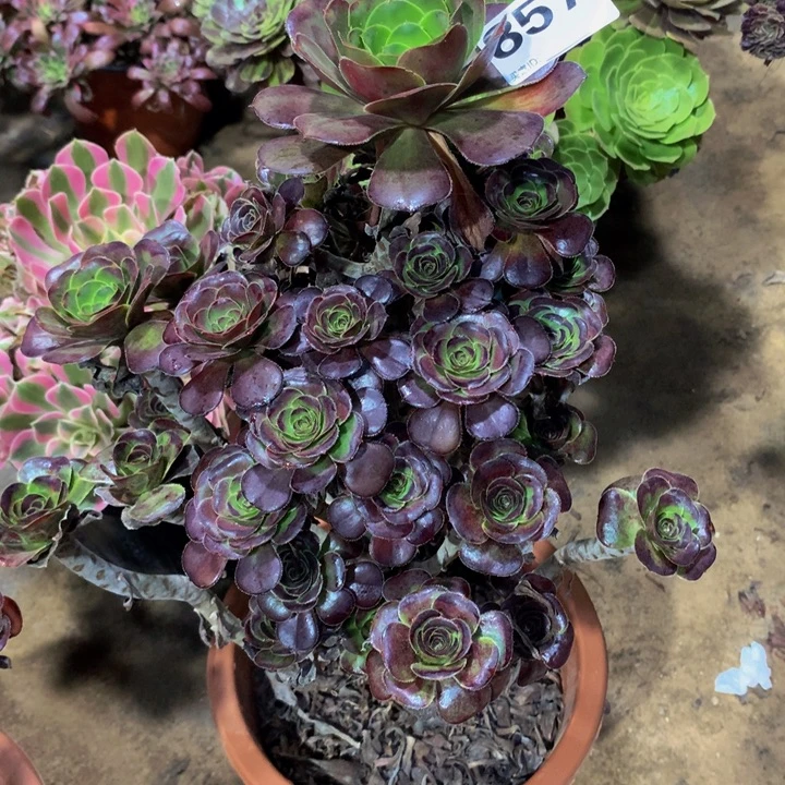 半***过无花朵花857 寄养