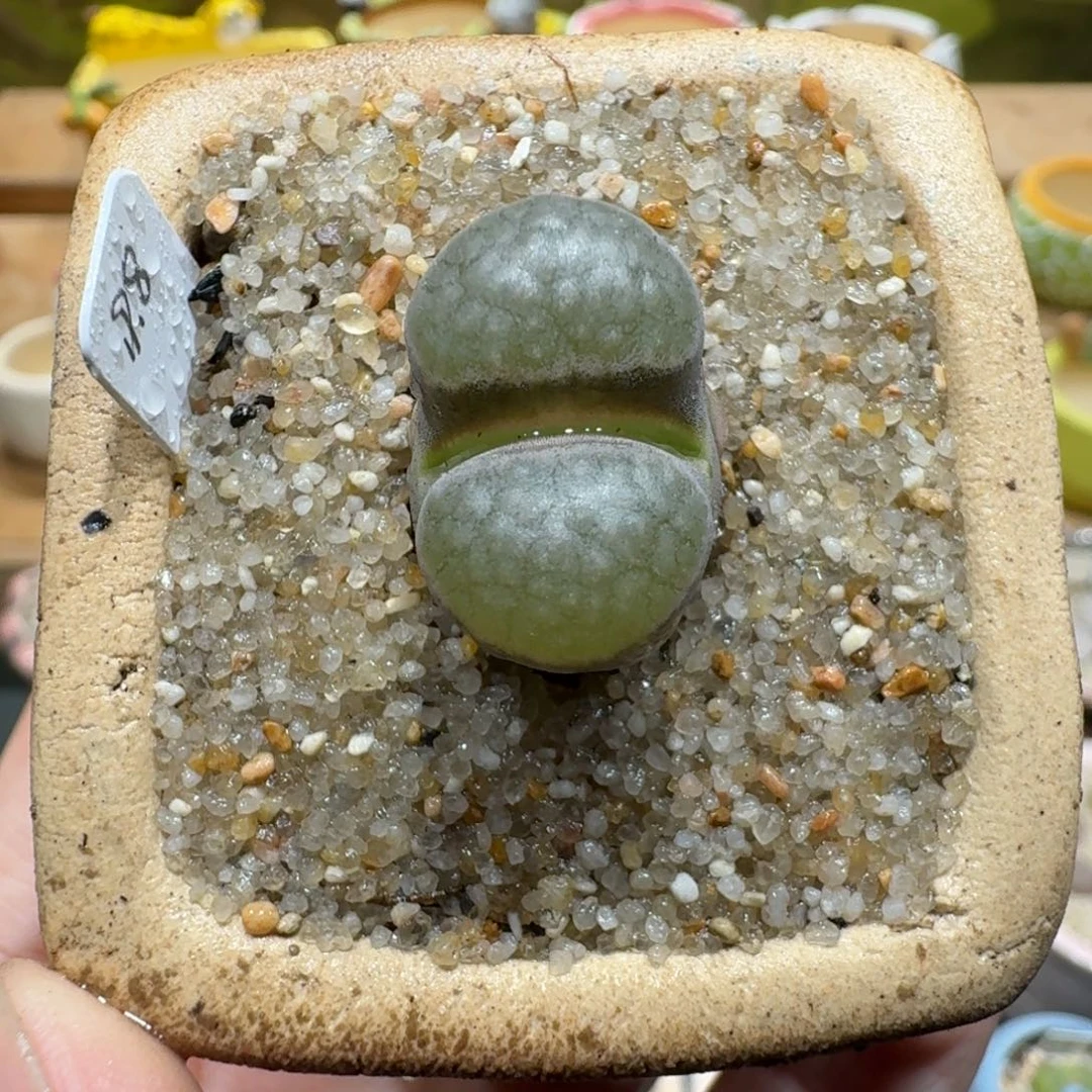 蘑菇1100班克磁铁多肉植物