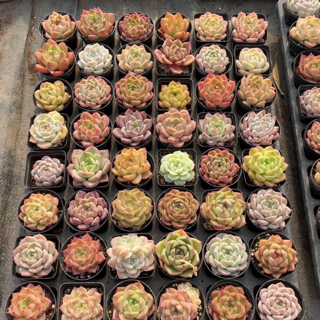 ?****?一物一拍48颗23-20