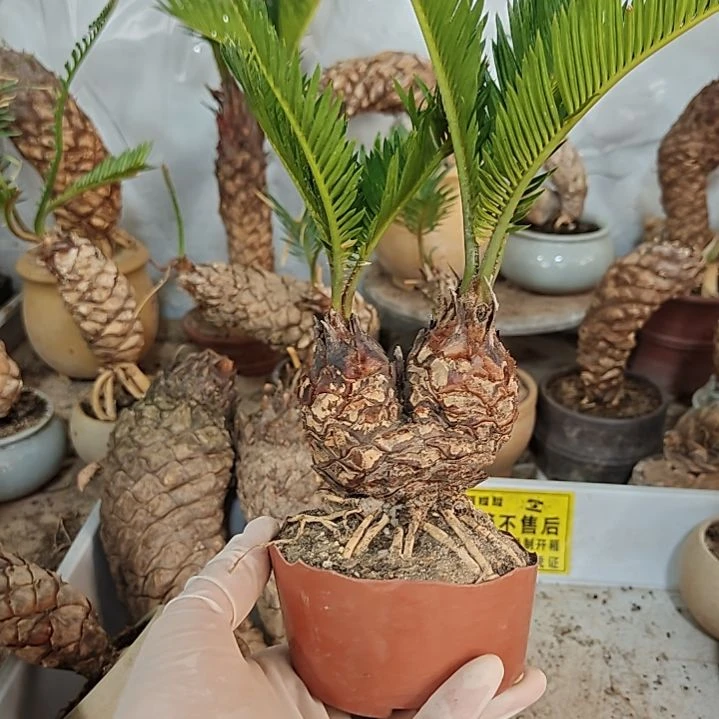 勇***.无花朵白鳞铁盆景基地价