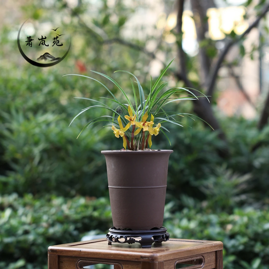 兰花春兰【黄金蕊蝶】上品老种苗开花浓香高端品质兰花带花苞好养活