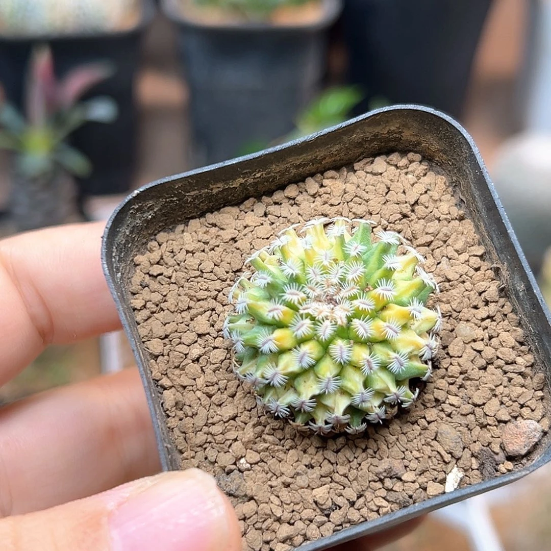 无花朵海胆娇丽自根带盆发货2.9cm