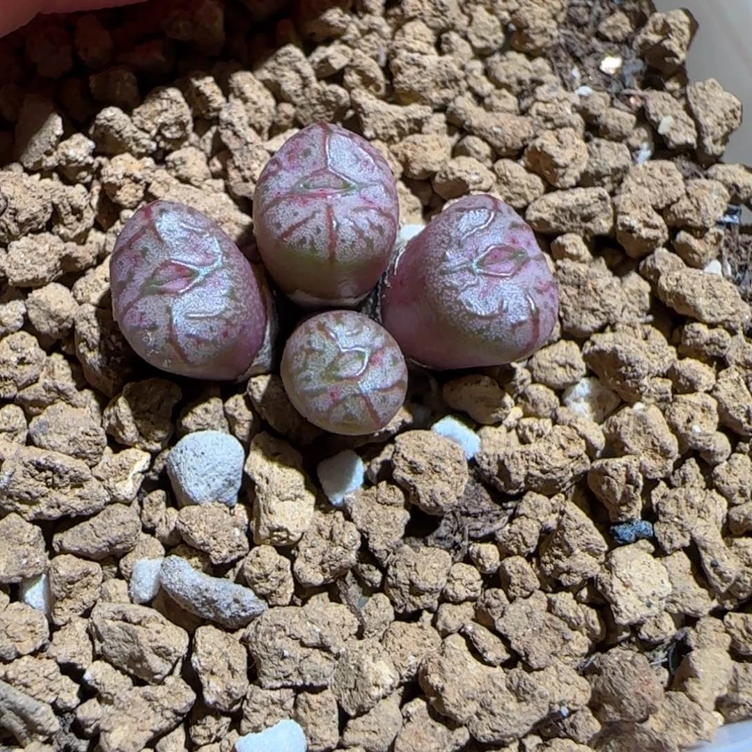 肉锥多肉植物百科-杂交633