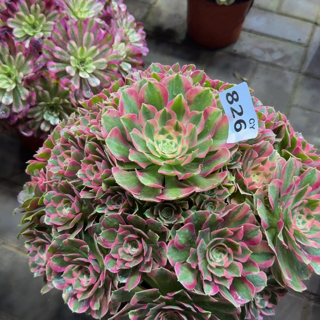 多肉植物826粉女郎