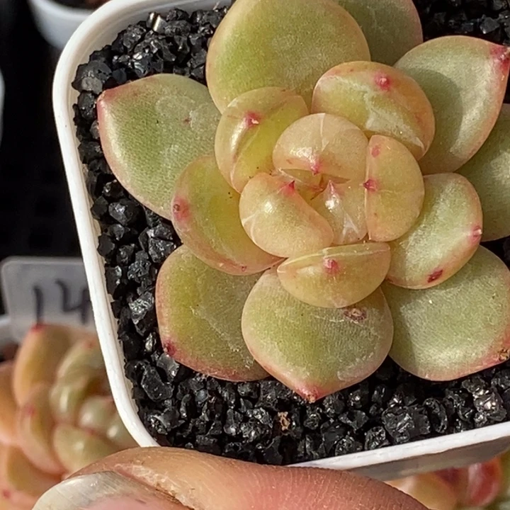 天官赐福百无禁忌