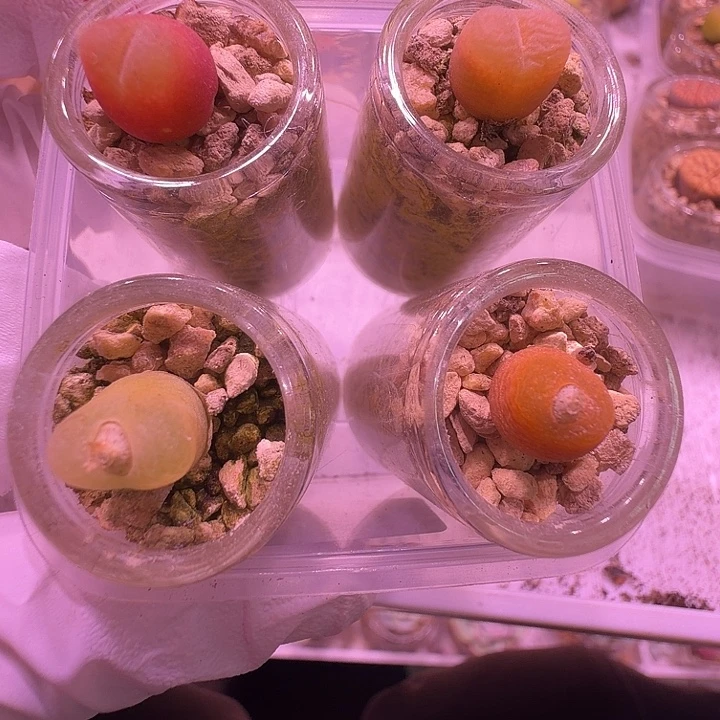 12号，毛毛4颗一物一拍福利出