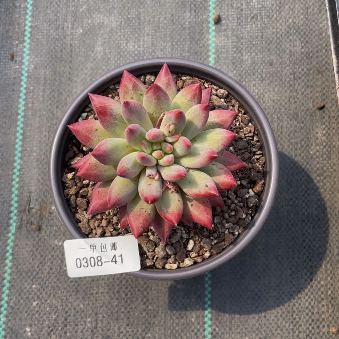 明*°0308-41-百媚生。。。。。