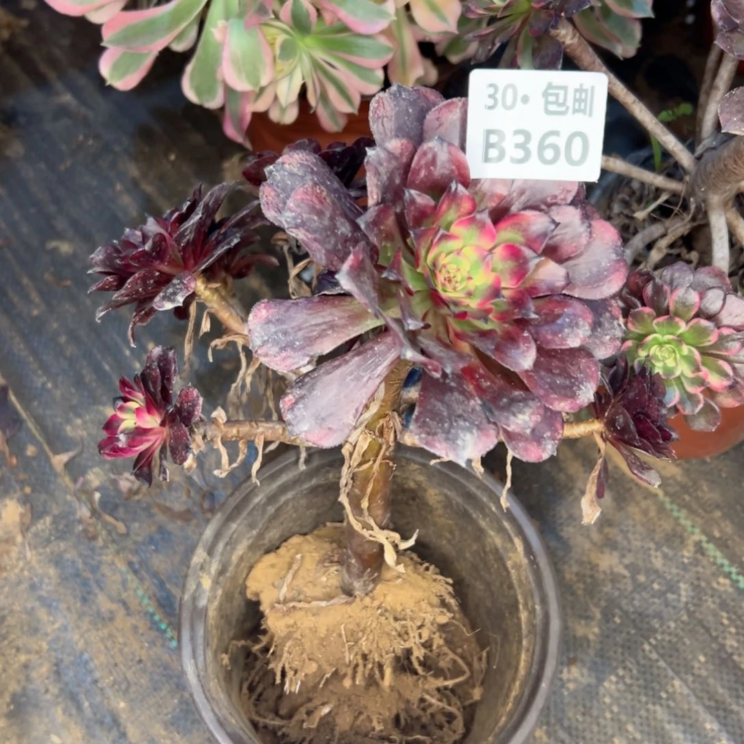 360 多肉侧枝不包