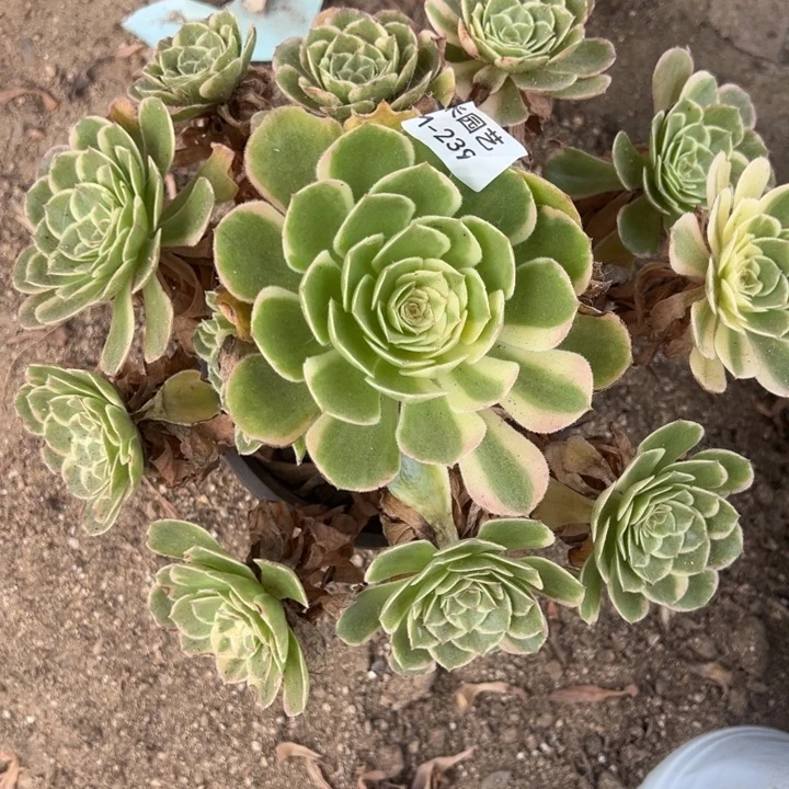 海王多肉植物239上