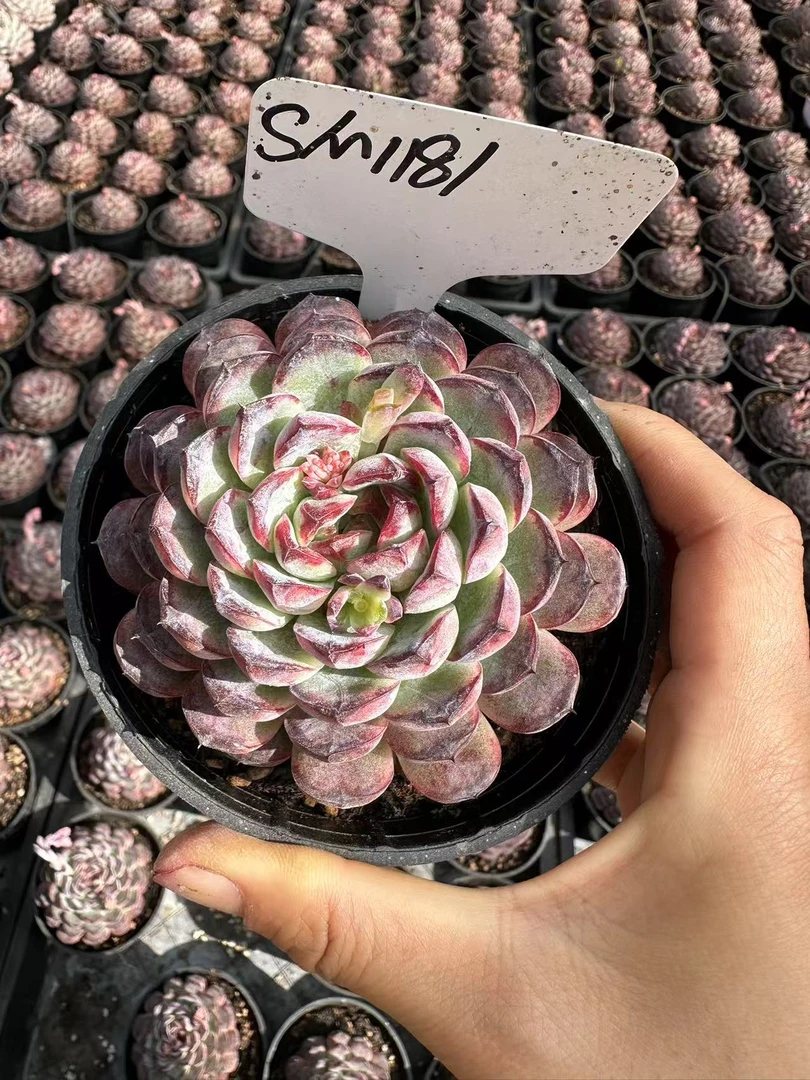 8#雷龙多肉植物前男友精品多肉SM1181