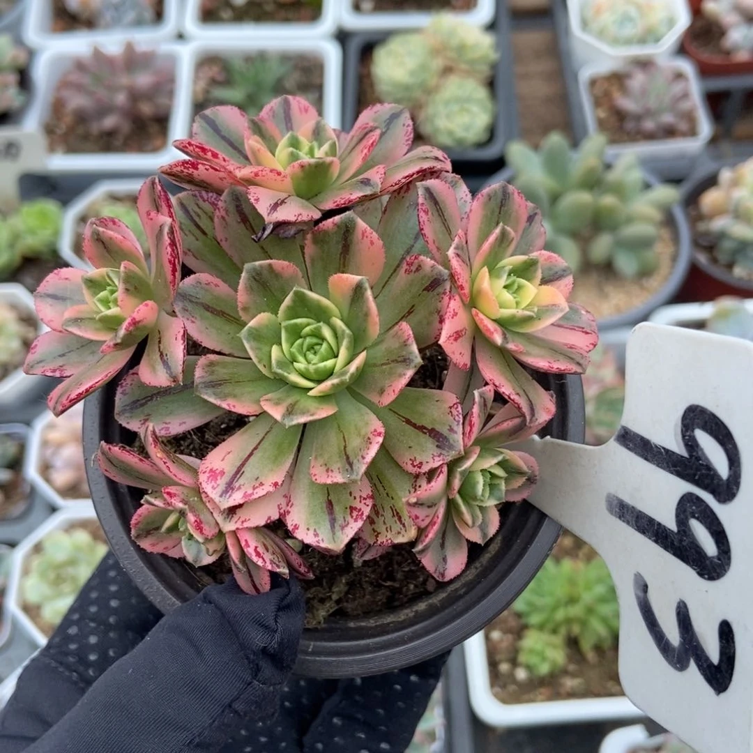 993甜茶锦多肉植物保护