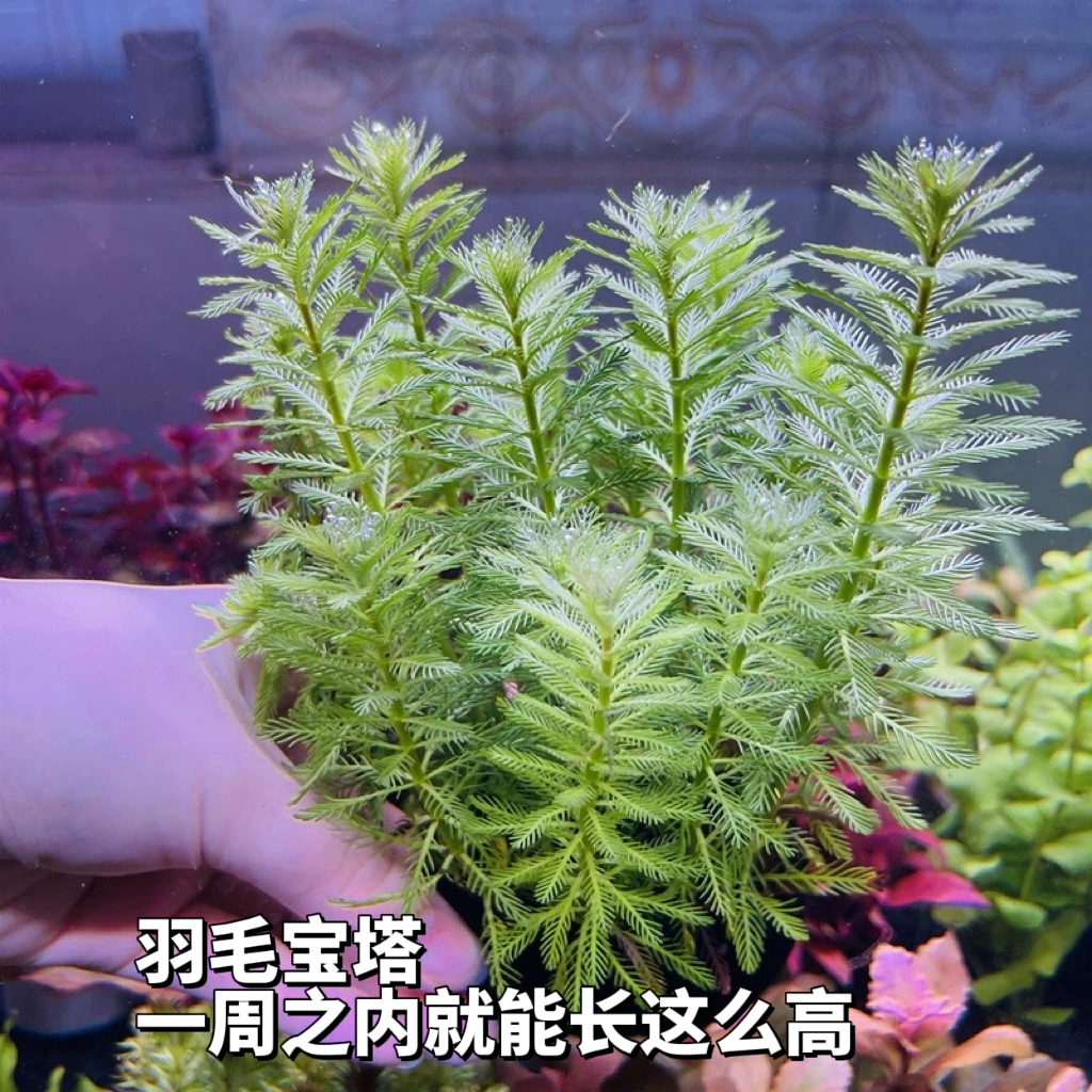 羽毛宝塔坨草水草