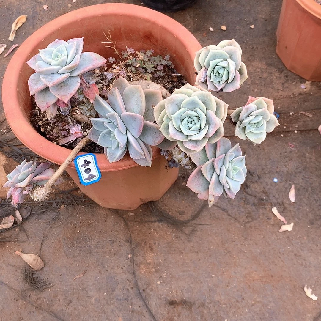 404可爱玫瑰 一物一拍多肉