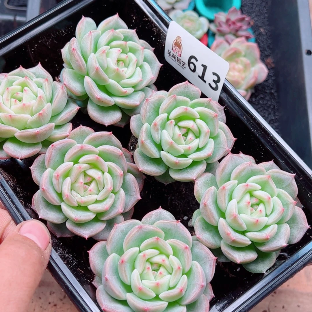 *****多肉植物多肉植物