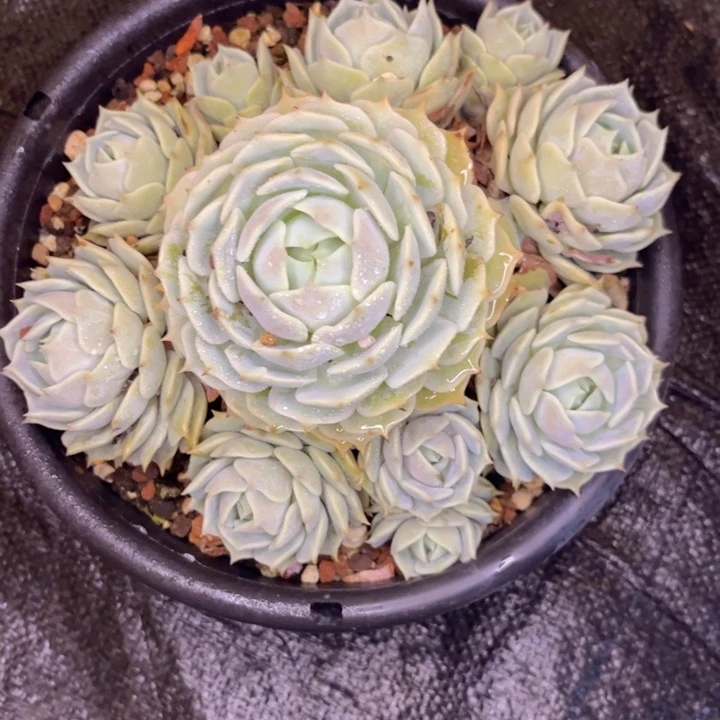 无花朵悄***啵友家多肉一物一拍