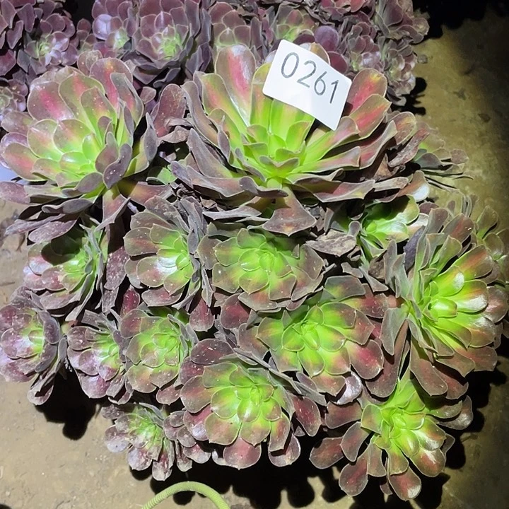 多肉植物法师261花呐