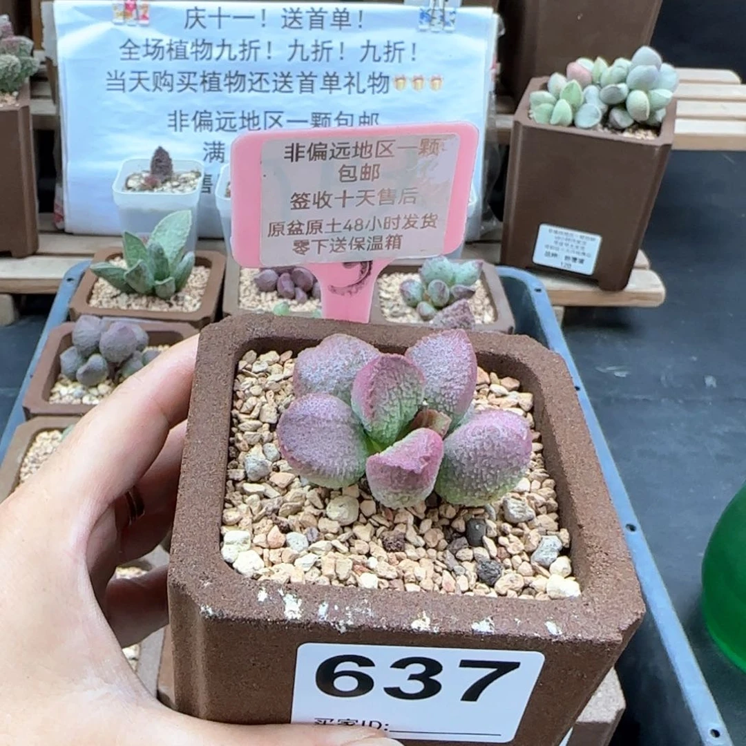 637赛猪肝多肉植物微瑕