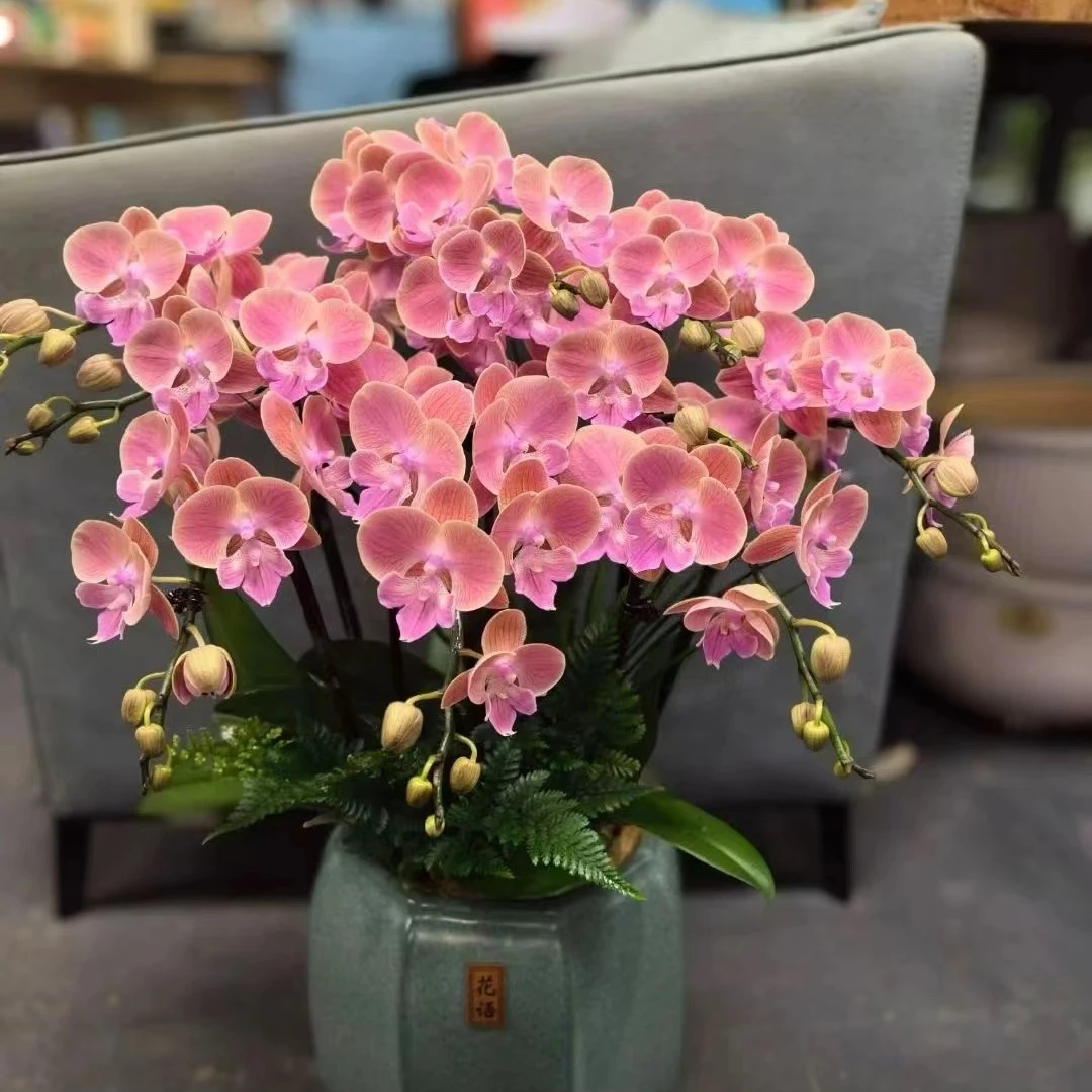 【微瑕】唯美带花全开3.0