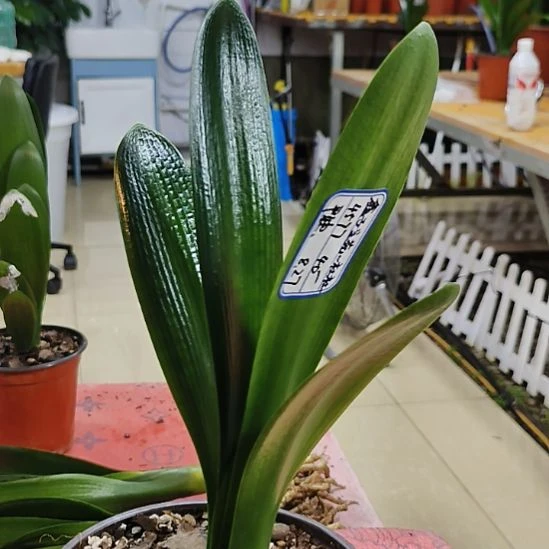当前无花栽培后可以开花