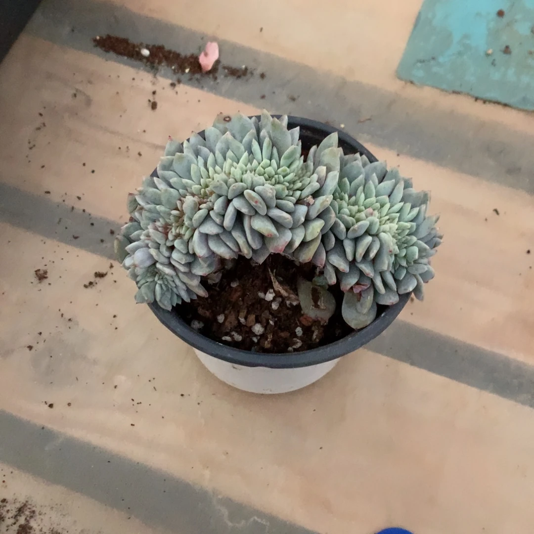 石榴籽缀化花花花