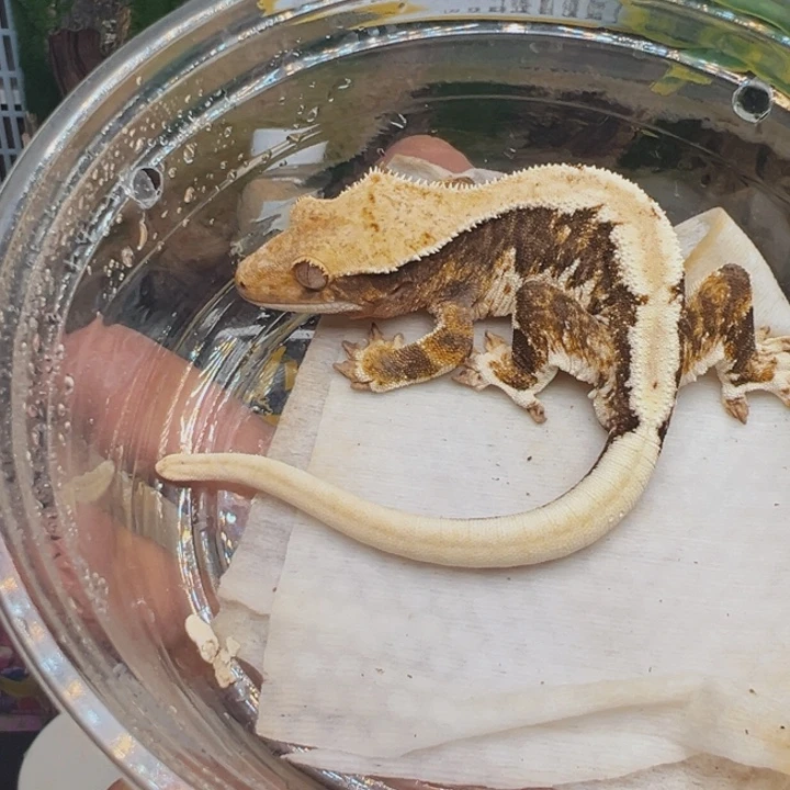 睫角守宫橙纹三色莉莉18克