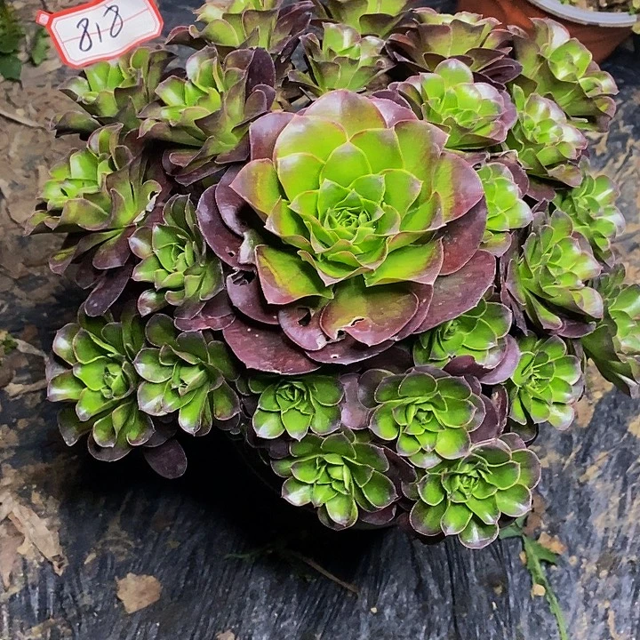 魅金玫瑰老桩捧花818号