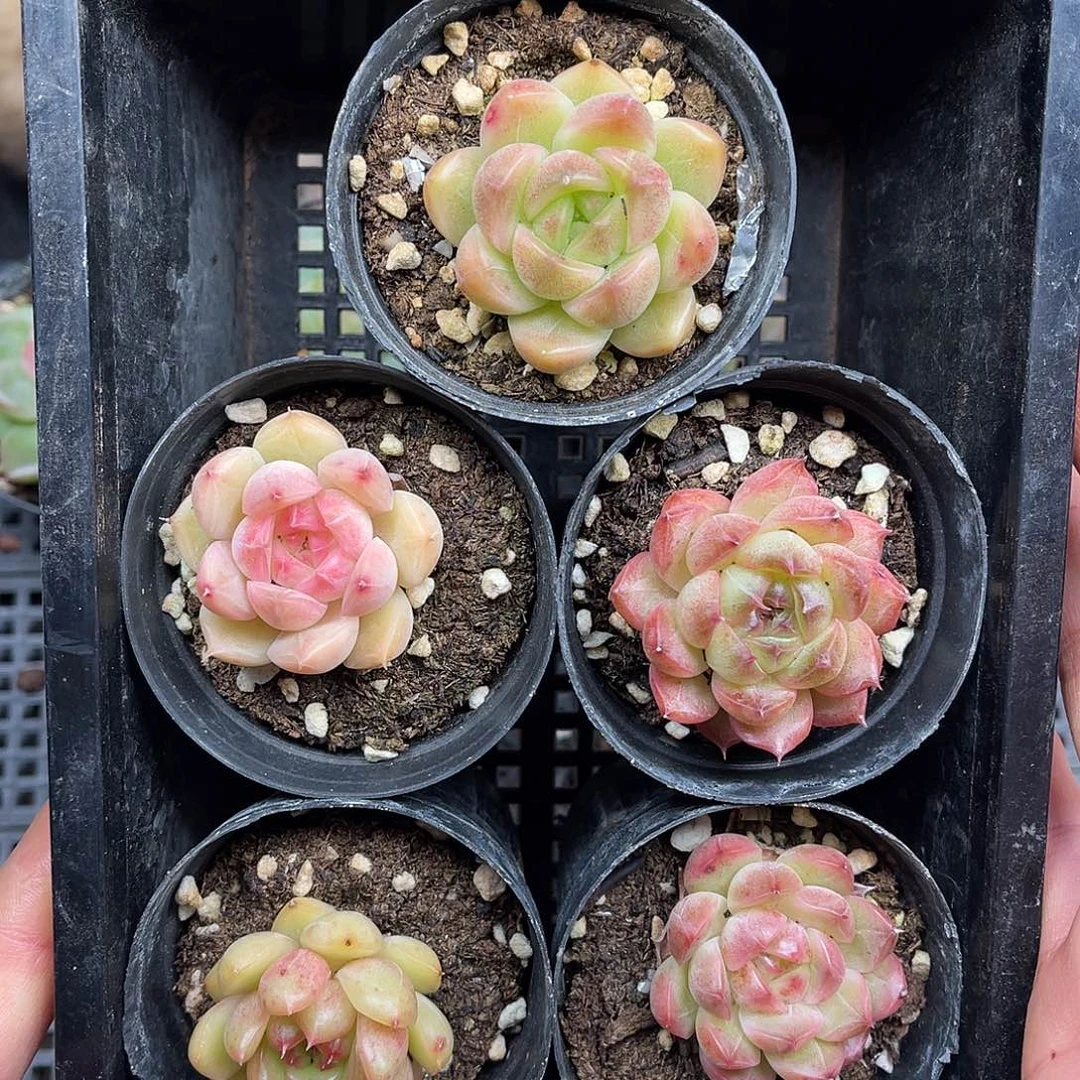 多肉一物一拍30-114