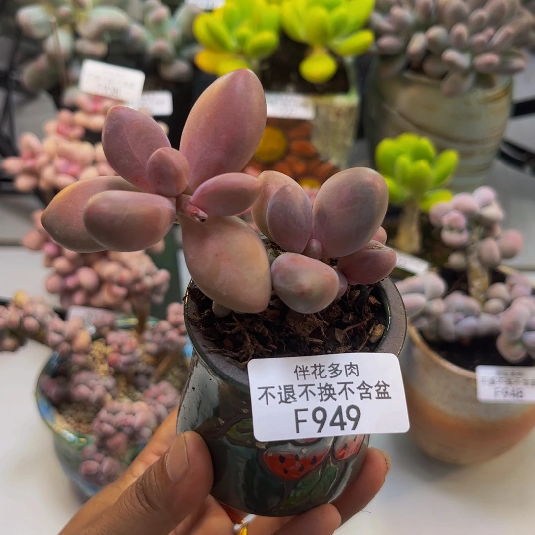 糖果美人949/5cm多肉