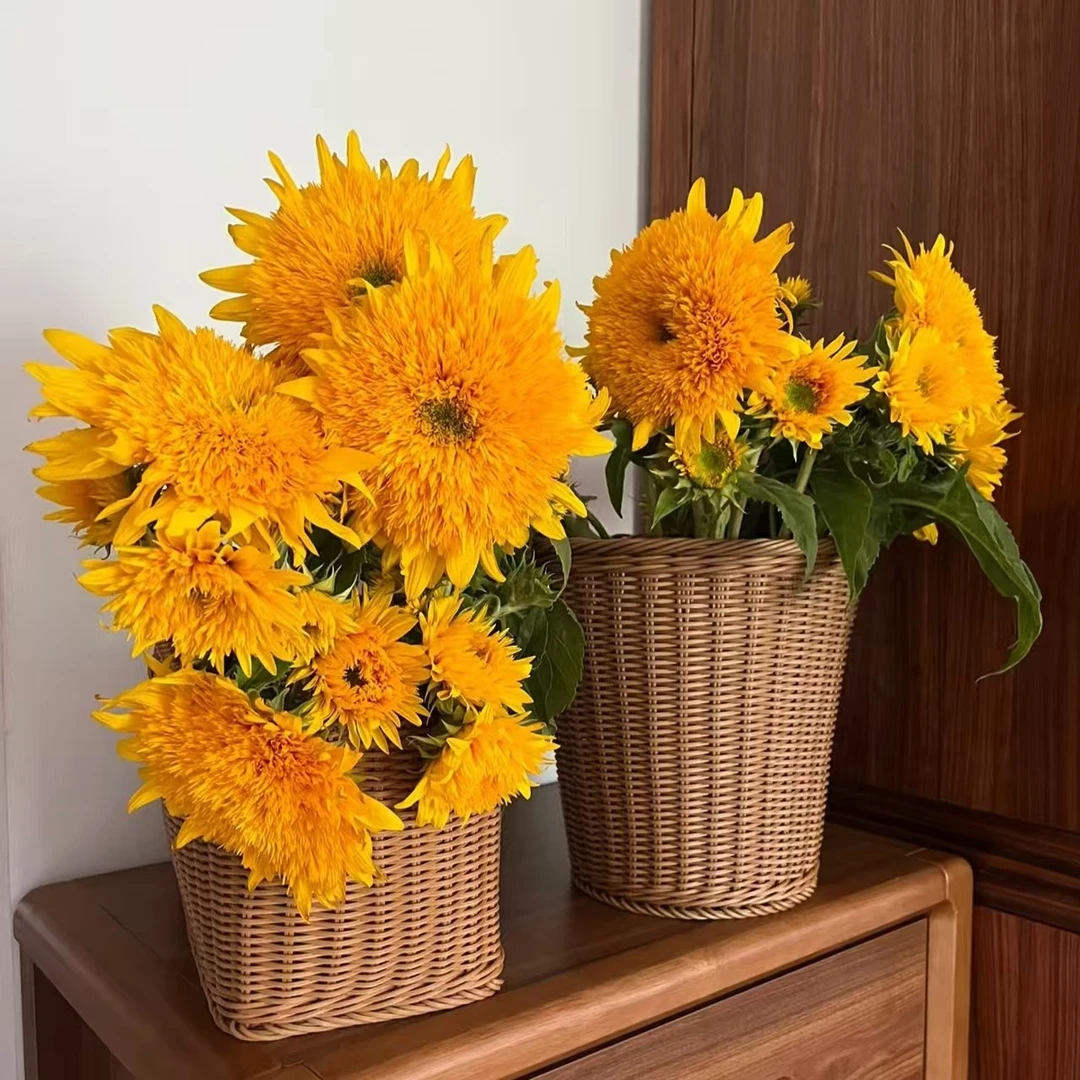 泰迪向日葵云南基地发货任意2单发顺丰1单发普通快递