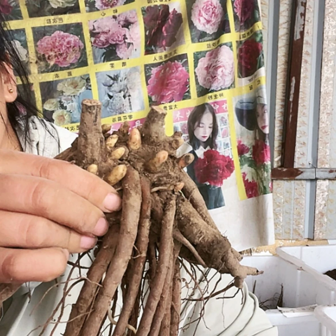 【闪购商品】完全开放羞涩女王
