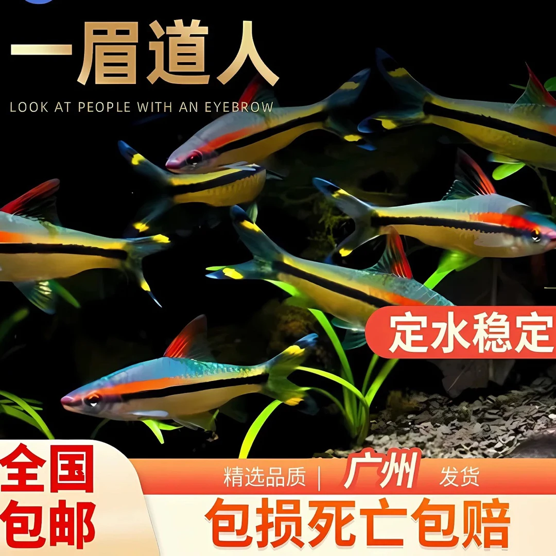 一眉道人鱼热带鱼观赏鱼草缸群游小型家养淡水鱼