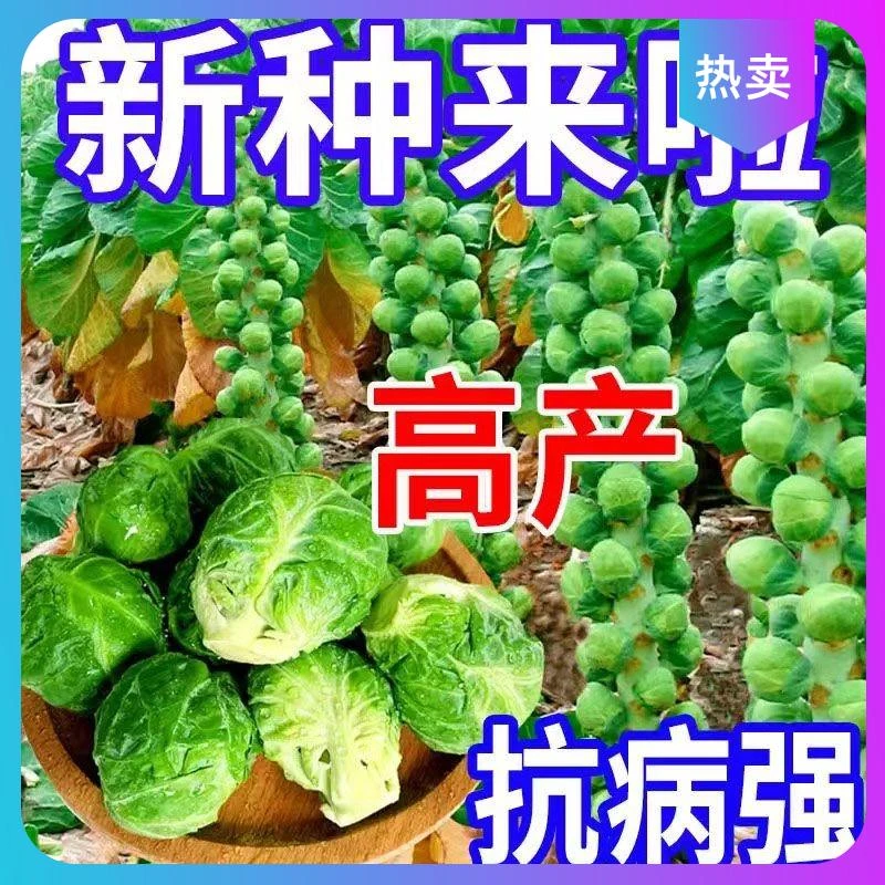 爆款孢子甘蓝种子一年四季种抱子甘蓝种子小包菜卷心菜包心菜蔬菜