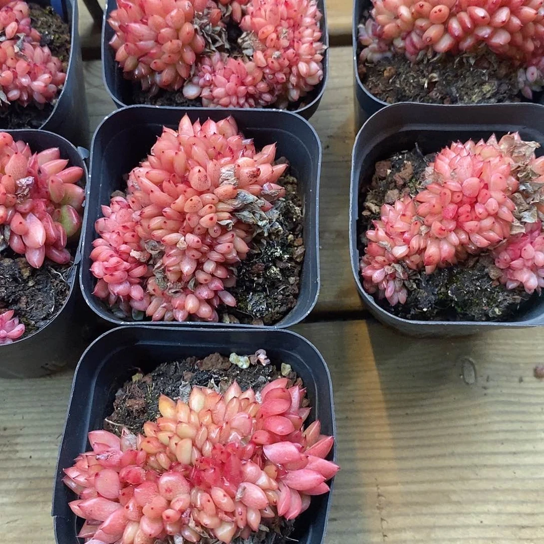 团红国王缀，福利