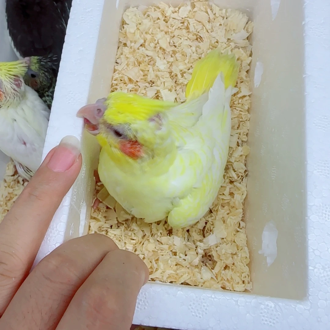 清***然玄凤鹦鹉/鸡尾鹦鹉