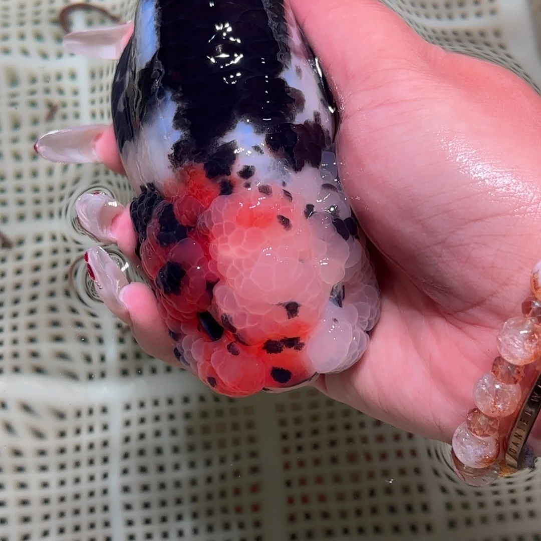 神***喱金鱼前倾拍包装包邮不拍包装运费到付