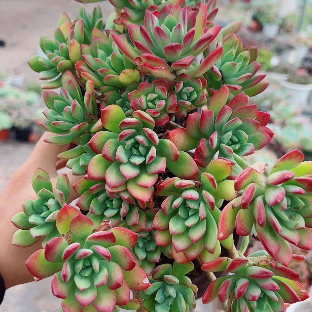 红稚莲多头造型精控二盆