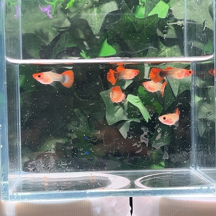 孔雀鱼玻璃猫2公4母