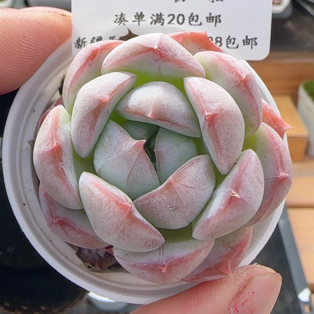 0616-55福利福利福利