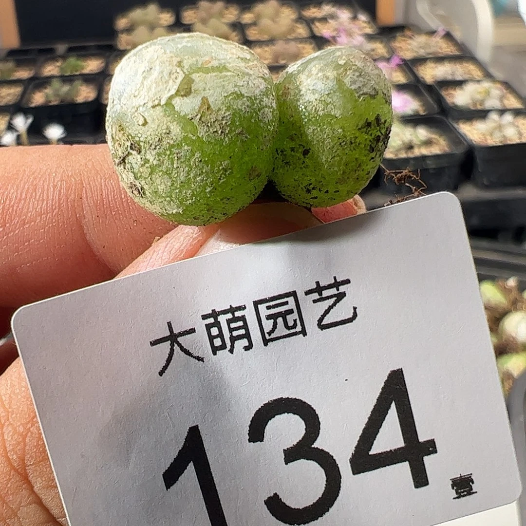 一物一拍。        微瑕134