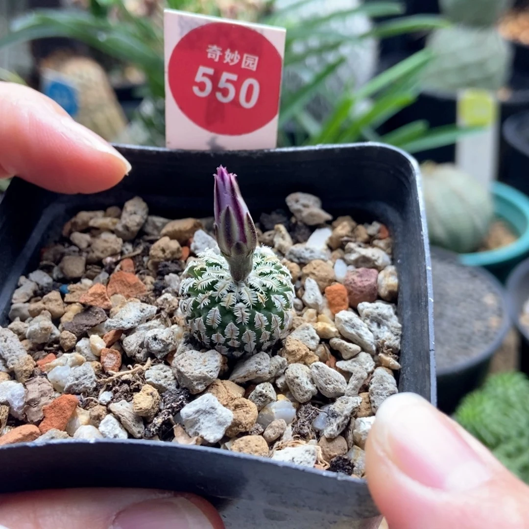 实生赤花精巧殿1.7cm一棵仙人球