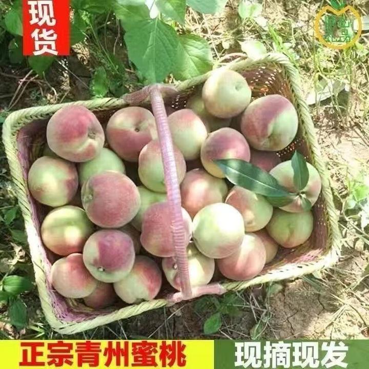 【山东青州蜜桃】老品种离核蜜桃原生未嫁接未改良老蜜桃蜜甜个头